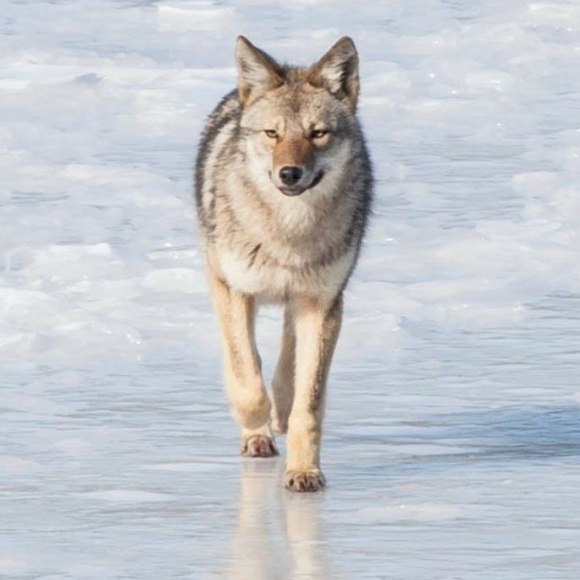 coyotepixie